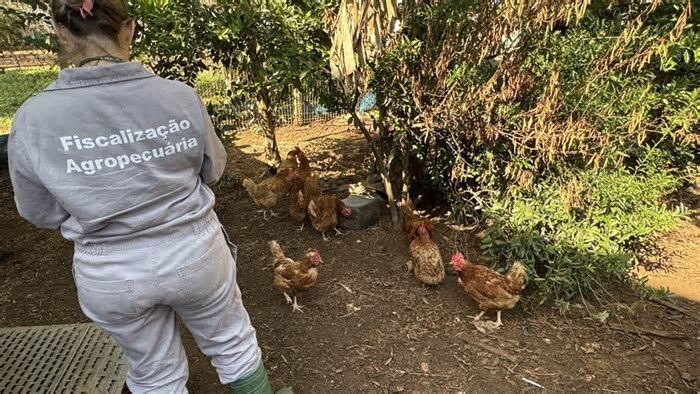 RS conclui terceira visita a propriedades do raio de 3 km do foco de gripe aviária