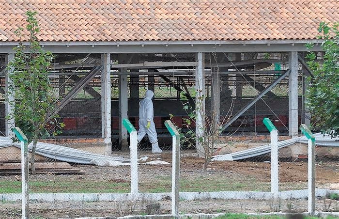 Granjas mantêm regime de segurança máxima para conter gripe aviária