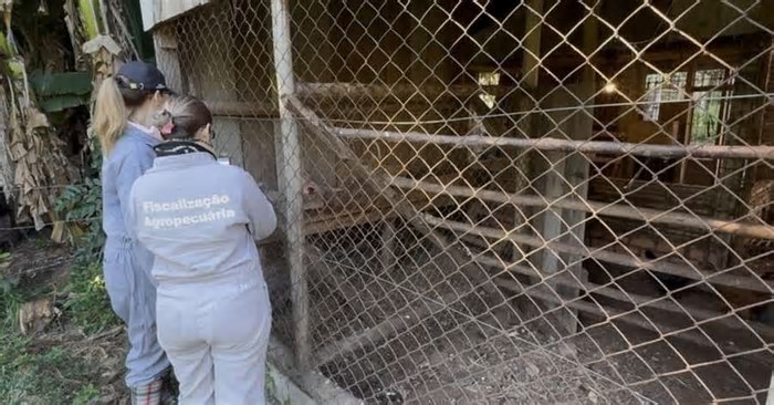 Propriedades no raio de dez quilômetros do foco de gripe aviária começam a receber segunda visita