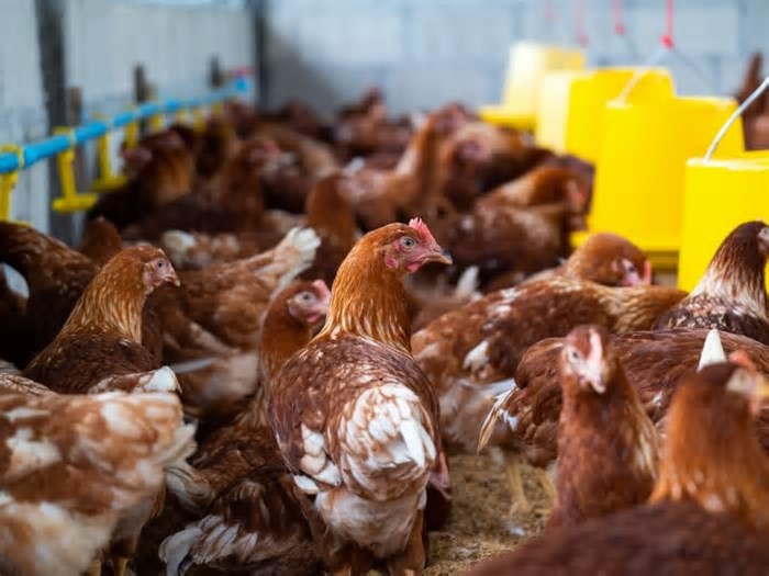 Gripe aviária: investigações de suspeita da doença em andamento sobem de 18 para 19