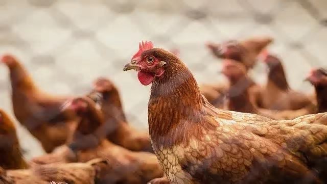 Rio Grande do Sul descarta 5 casos suspeitos de gripe aviária em humanos