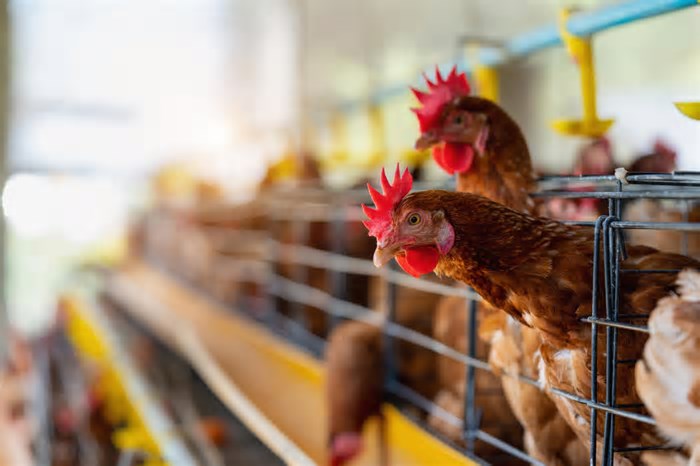 Investigações de suspeita de gripe aviária sobem de 17 para 18