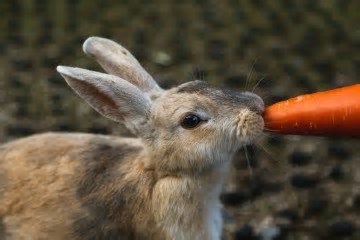 Saúde bucal em pets: um cuidado diário que garante qualidade de vida