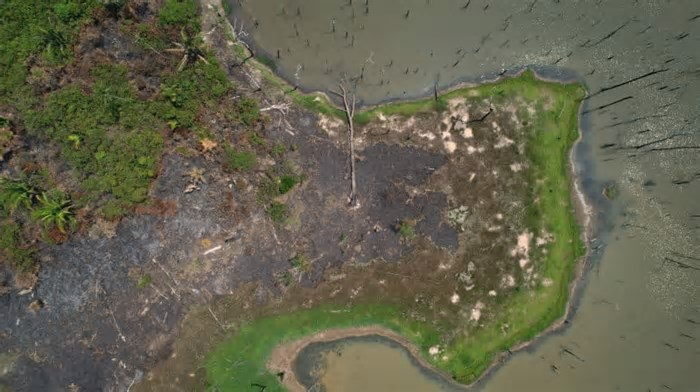 Desmatamento cai 32,4% no Brasil em 2024, aponta relatório