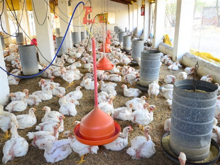 Suspensão de exportações de frango deve aliviar IPCA em até 0,10 pp nos próximos meses