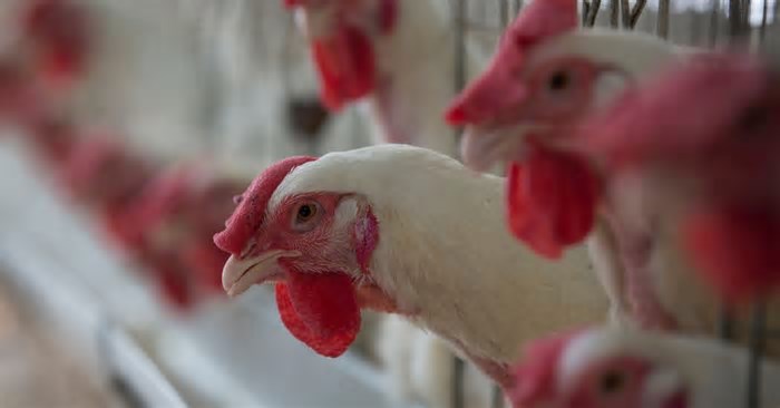 Gripe aviária: há risco no consumo de carne de frango?