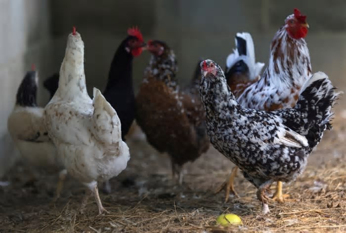 Gripe aviária: pessoas podem contrair a doença? Entenda como a transmissão ocorre
