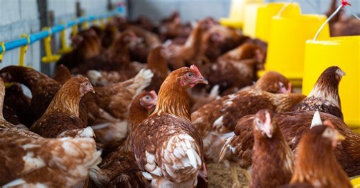 Gripe aviária em granja comercial no Brasil: qual o risco para a população?