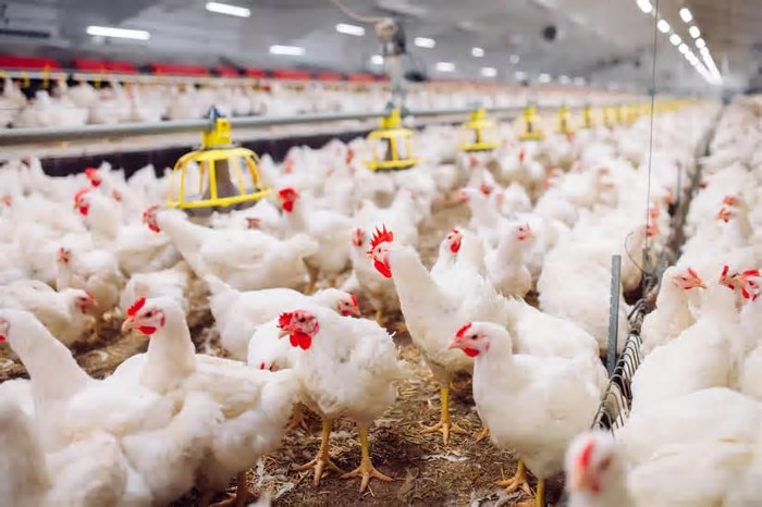 Gripe aviária: Brasil registra 1º caso em granja comercial