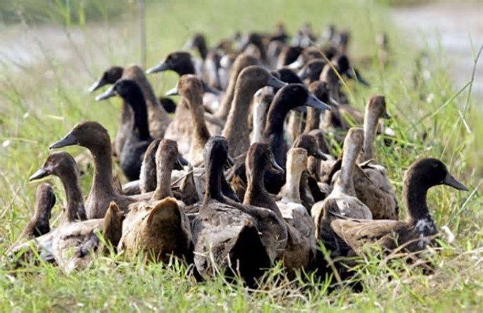 Gripe aviária: O alerta da China sobre o vírus em aves migratórias, há 20 anos