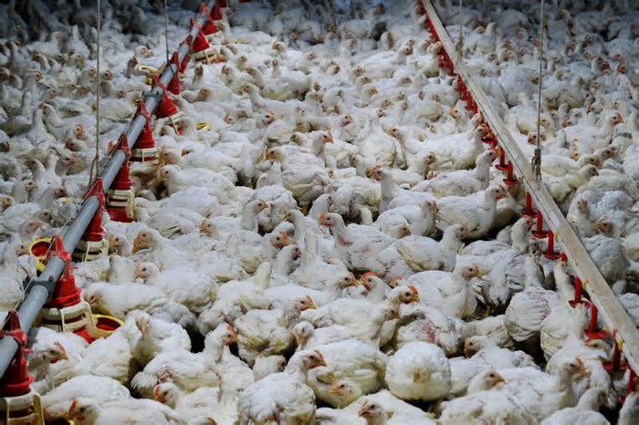 Gripe aviária: mais de 7 mil aves morreram em granja com foco da doença no RS