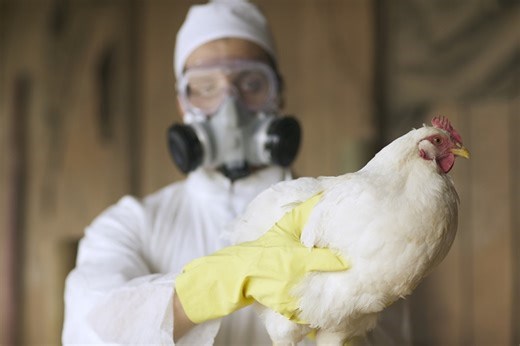 Foco da gripe aviária, RS é o 3º maior exportador de frango do Brasil