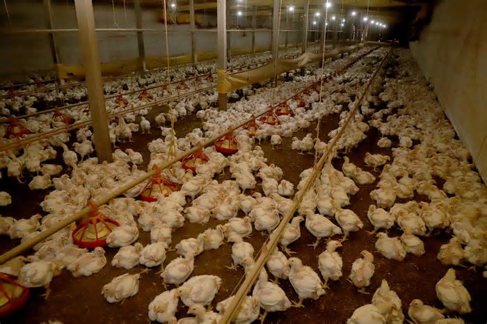 Vistoriadas, no RS, 100% das propriedades no raio de 3 km do foco da IAAP