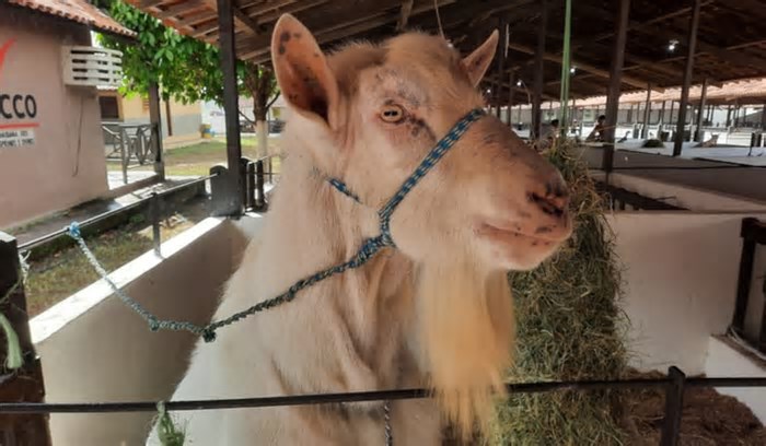 Expapi reúne milhares de animais de raça de equinos, bovinos, ovinos e caprinos, em Campina
