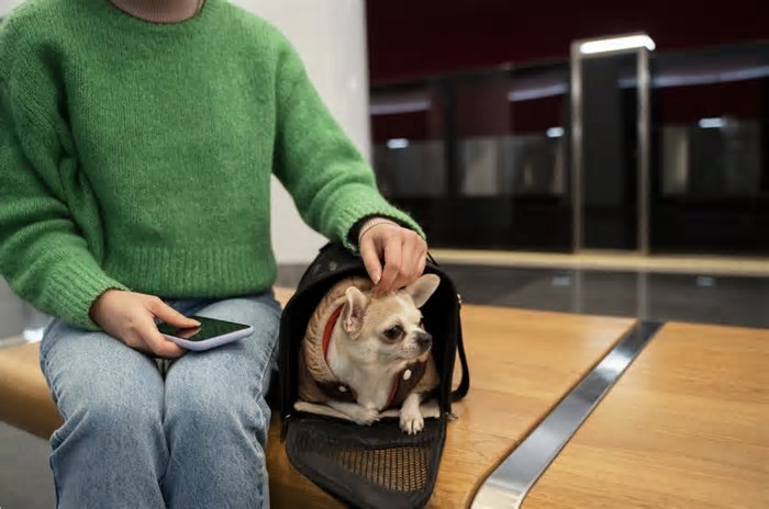 Aumento de mudanças internacionais com pets revela complexidade logística e necessidade de orientação especializada