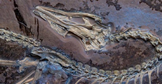 Tomografias do dino alado Archaeopteryx elucidam voos curtos das primeiras aves