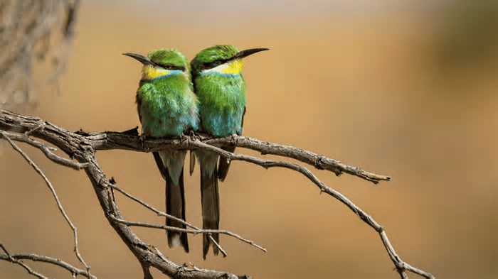 Por que as aves e crocodilos sobreviveram ao asteroide, mas não os dinossauros?