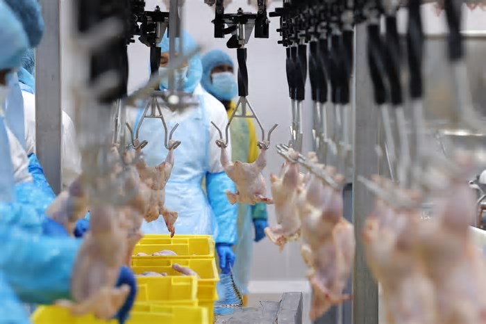 Gripe aviária: Coreia do Sul suspende importação de frango brasileiro