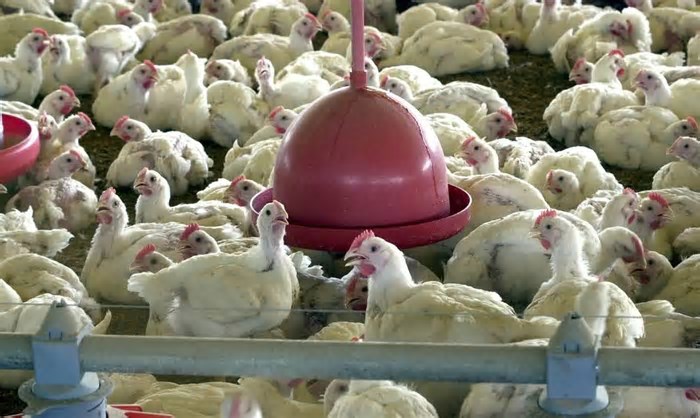 Gripe aviária: exportação de frango brasileiro está suspensa para 9 destinos