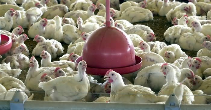 Gripe aviária no Brasil: entenda a situação em cinco pontos