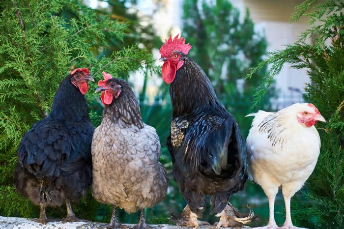 Gripe aviária: tire suas dúvidas sobre doença que afeta aves