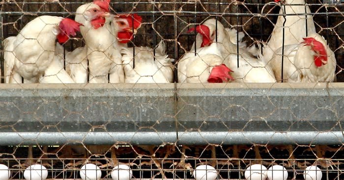 Gripe aviária: Caso suspeito é investigado em granja comercial do Tocantins