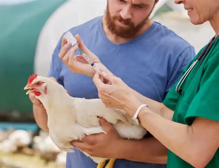 Gripe aviária: 10 perguntas e respostas que você precisa saber