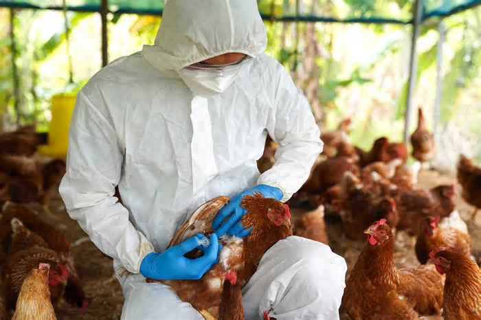 Gripe aviária no Brasil: ovos serão destruídos