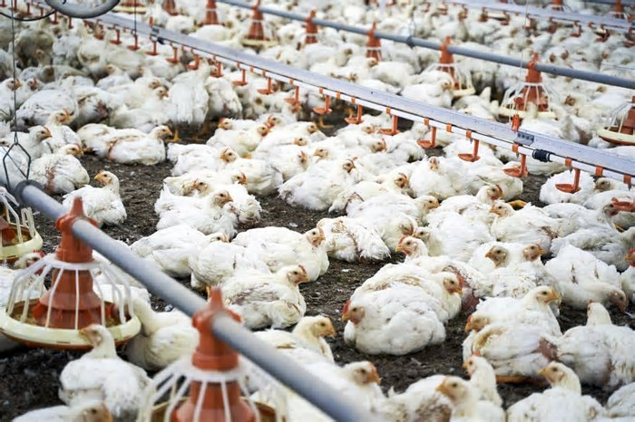 Gripe aviária: Goiás decreta situação de emergência zoossanitária preventiva