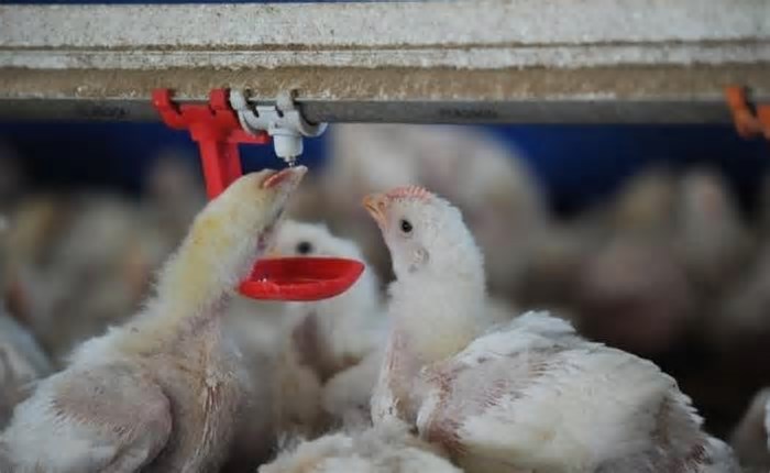 Gripe aviária: Agricultura investiga possíveis focos em 5 estados