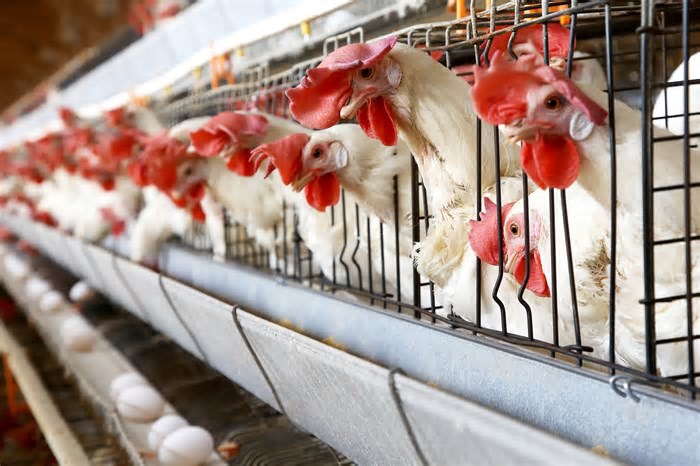 Suspeita de gripe aviária em granjas comerciais de SC e TO é investigada pelo governo