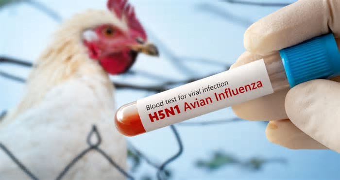 O prejuízo da gripe aviária: Consumidor pode ver menores preços para carne de frango no Brasil?