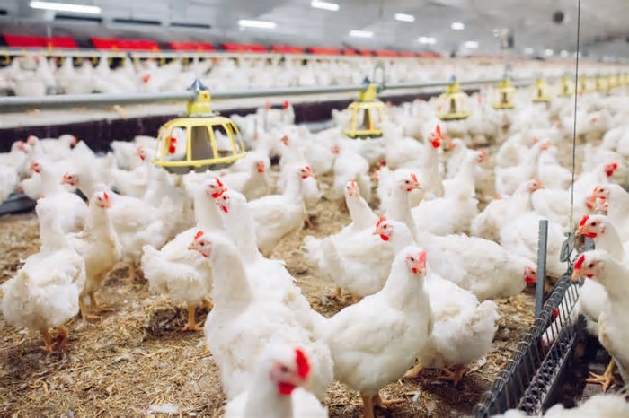 Gripe aviária no Brasil: é possível se infectar com carne de frango ou ovos?