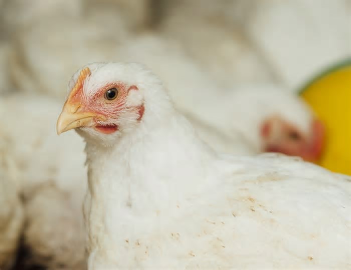 Gripe aviária: Santa Catarina proíbe aves vivas e ovos do RS