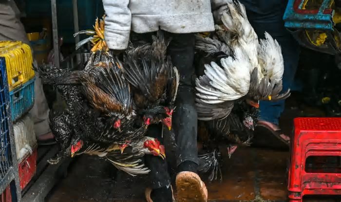 Gripe aviária: O que é e o que o Brasil está fazendo para evitar a disseminação