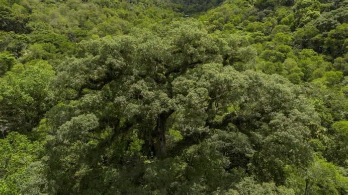 Apesar da redução, desmatamento ainda ameaça Mata Atlântica