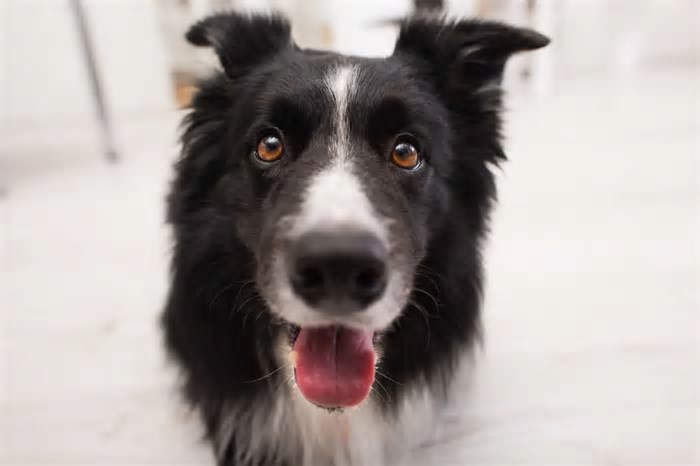 7 raças de cães pastores inteligentes e protetores