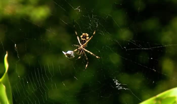 Aranhas e a incrível capacidade de construir teias