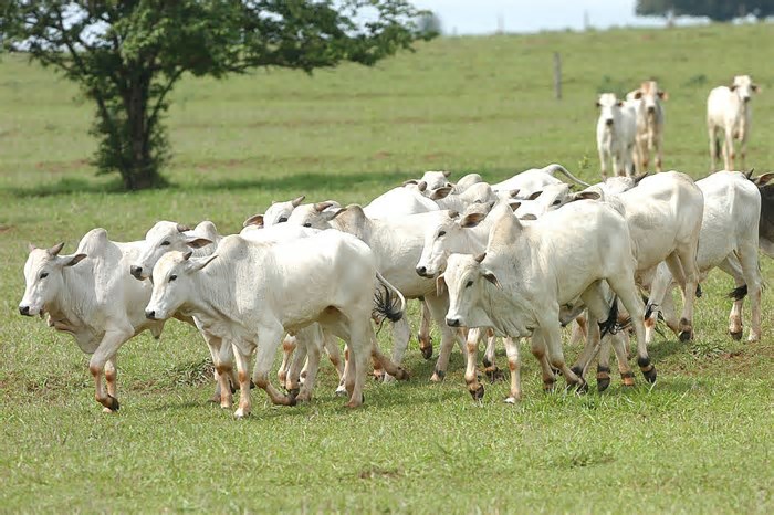 Preço do boi gordo começa a semana sem alterações na maioria das regiões