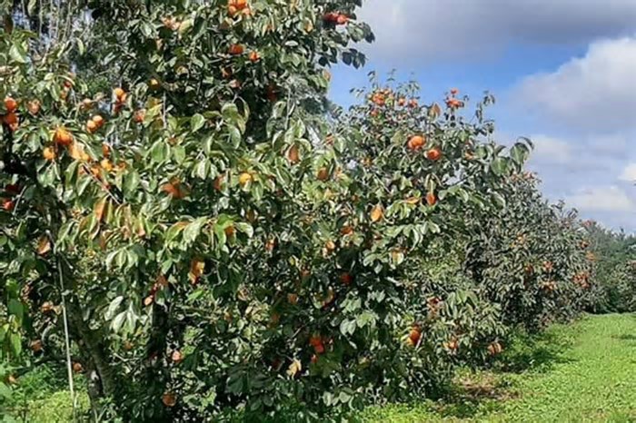 Capital mineira do caqui: cidade lidera produção da fruta e mira 2 mil toneladas