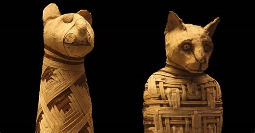 Gatos podem ter sido domesticados graças a sacrifícios no Egito Antigo