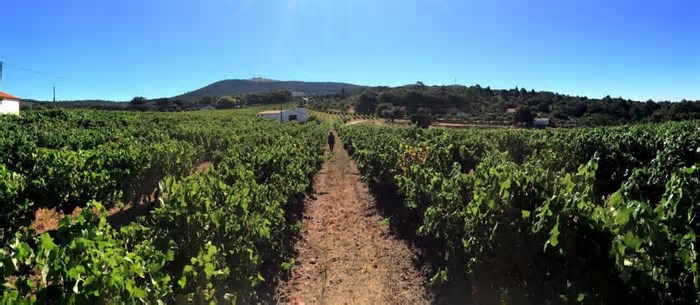 Enóloga cria projeto para recuperar variedades de uvas em Portugal