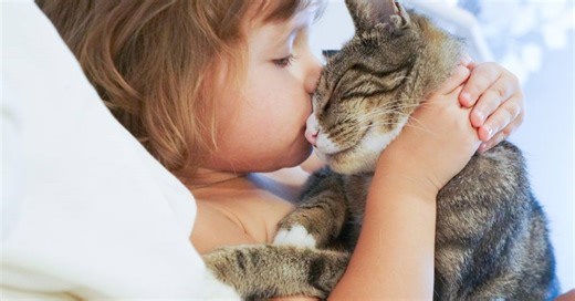 Seu gato reconhece você pelo cheiro? A ciência diz que sim