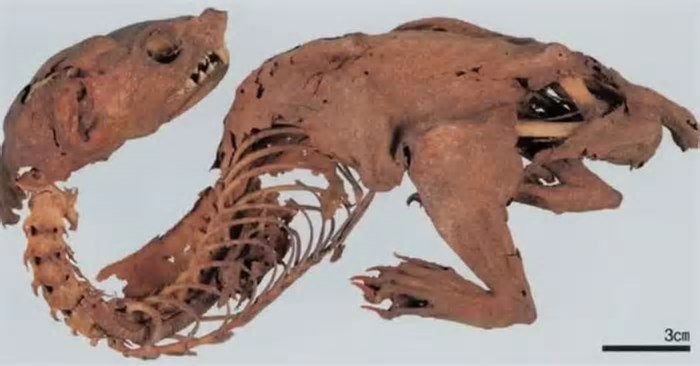 Ciência resolve mistério em torno de 'dragão japonês' encontrado no século 15