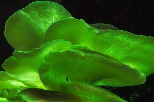 Conheça a floresta australiana “mágica” que brilha no escuro