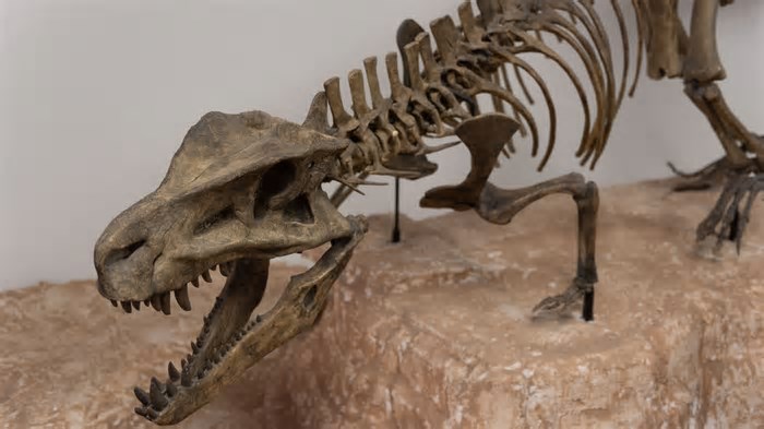 “Carne” fossilizada de dinossauro revela pistas para o tratamento do câncer