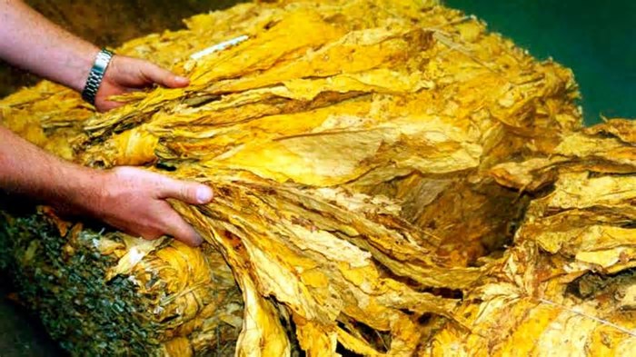 Tabaco movimenta US$ 660 milhões e gera 10 mil empregos no 1º trimestre, no RS