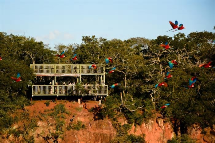 'Mundo perdido': Buraco milenar abriga 120 araras-vermelhas e mais de 150 espécies de aves e répteis; vídeo