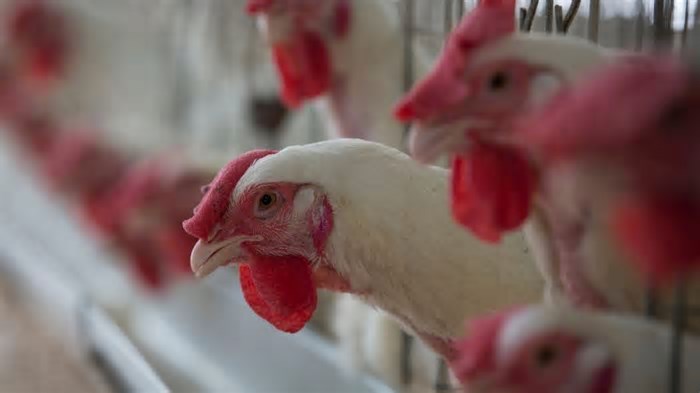 Brasil Registra Caso de Gripe Aviária em Ave Silvestre
