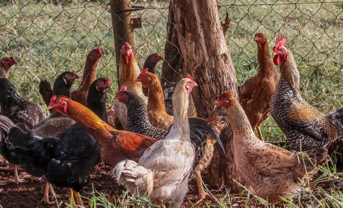 Brasil erradica surto de gripe aviária em granja do Rio Grande do Sul